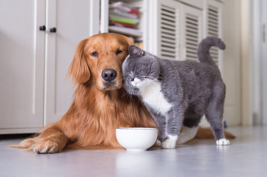 Pet Food Reviews